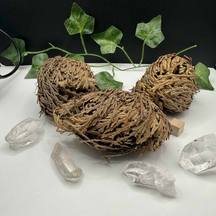 Dried Rose of Jericho with clear quartz crystals, showcasing the unique texture of the resurrection plant, often used for spiritual healing and energy cleansing.